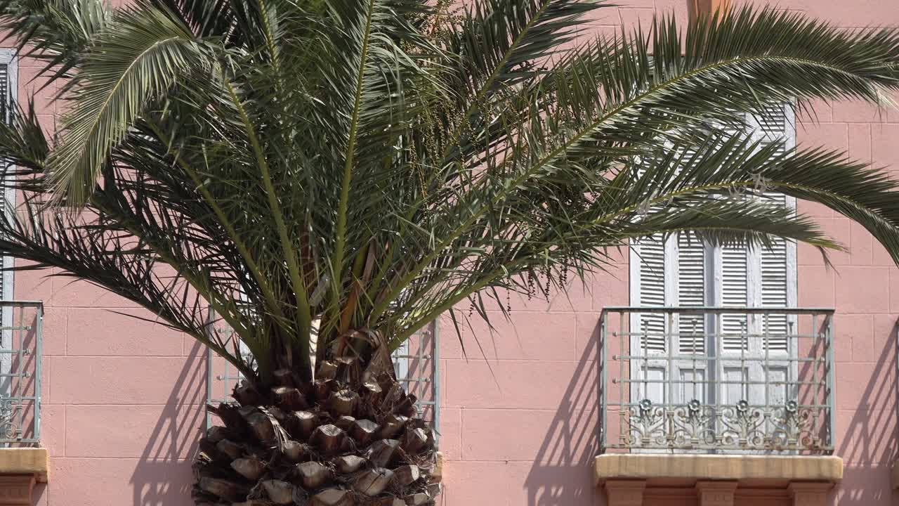 Palm tree in front of house