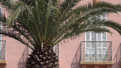 palm tree in front of house