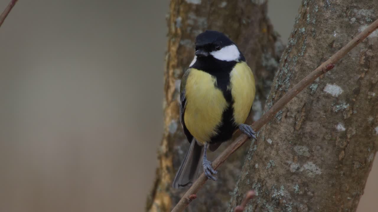 un hermoso gran tit encaramado en una rama de un árbol y luego se fue volando - tiro de cerca