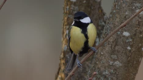 Un-Hermoso-Gran-Tit-Encaramado-En-Una-Rama-De-Un-árbol-Y-Luego-Se-Fue-Volando---Tiro-De-Cerca