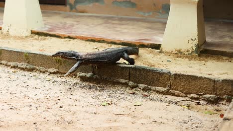 monitor lizard moving across sandy terrain