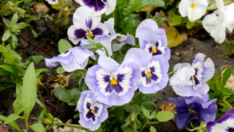 flowers on the flowerbed. there is a fine rain.