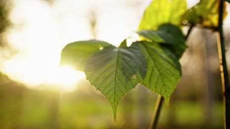 green leafs moving in the wind, slowmotion in 4k