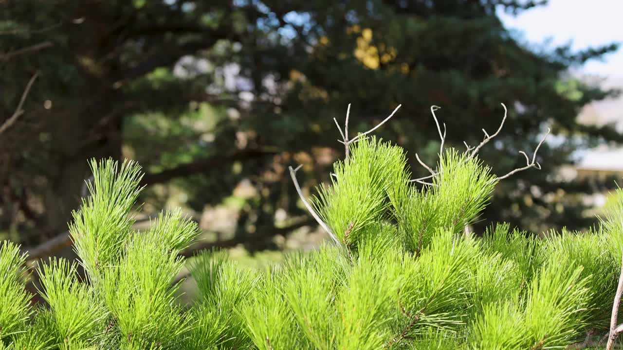Green pine branches sway gently in the wind against a backdrop of darker trees, creating a serene natural scene