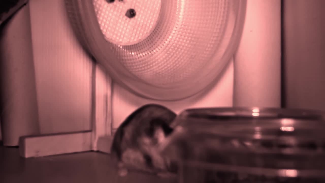 Hamster Crazy in the wheel and walking in the cage by night, night vision timelapse