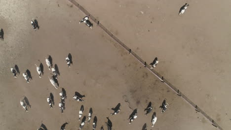 aéreo - toma de un dron ascendente de un rebaño de vacas