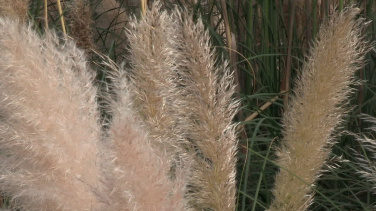 penachos de hierba de pampa o su nombre científico - cortaderia selloana, balanceándose suavemente en el viento
