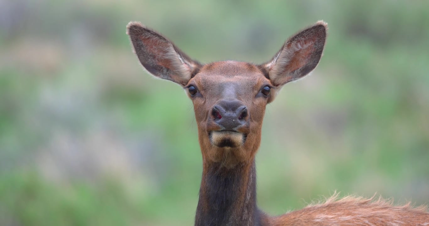 Primo piano di un'alce femmina (Cervus canadensis) che guarda verso la fotocamera mentre le sue narici si dilatano e si contraggono visibilmente, prima di distogliere lo sguardo con calma
