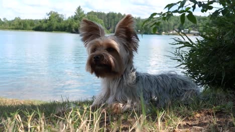 Niedlicher-Kleiner-Yorkshire-Terrier-Welpe,-Der-Im-Schatten-Auf-Dem-Gras-Am-Wasser-Liegt---Cu