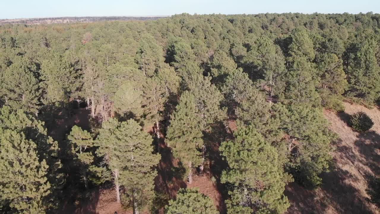drone disparó sobrevuelo progresando de la pradera a un árbol en un bosque de coníferas en un día soleado en nebraska