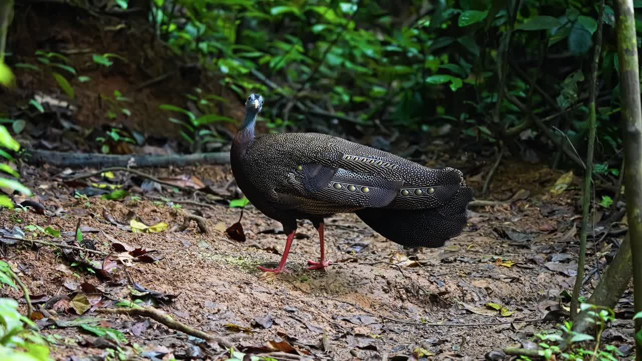 Portrait Of The Great Argus Pheasant Standing Amidst Tropical Forest. Close-up Shot