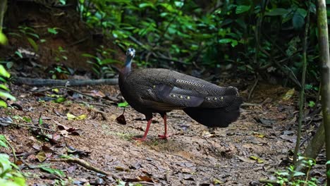 portrait of the great argus pheasant standing amidst tropical forest. close-up shot