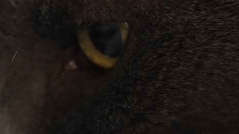 primer plano del ojo de gato con coloración amarilla naranja alrededor de la pupila del gato negro