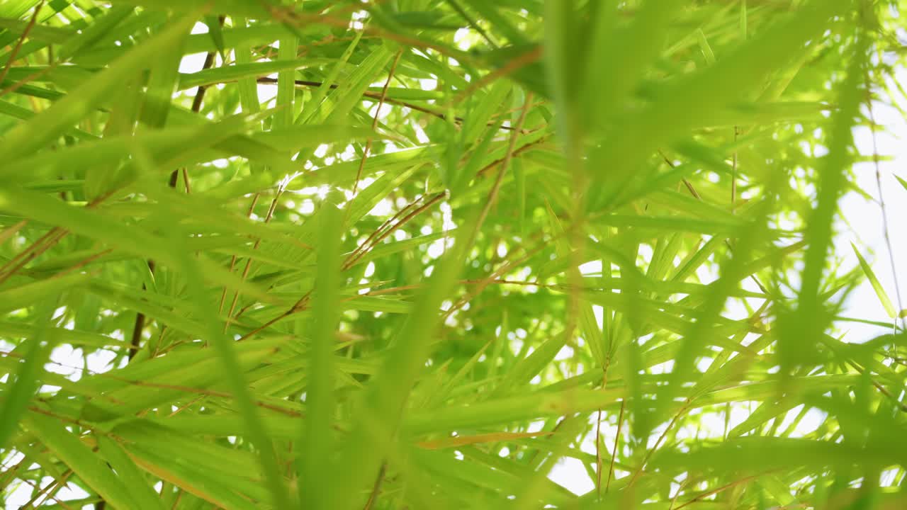A serene capture of bamboo leaves gently swaying showcasing nature's tranquility and beauty.
