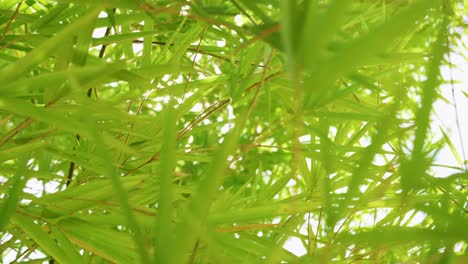 a serene capture of bamboo leaves gently swaying showcasing nature's tranquility and beauty.