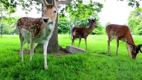 Eine-Gruppe-Von-Hirschen-Ernährt-Sich-Vom-Grünen-Gras-Im-Phoenix-Park-Und-Verlässt-Den-Rahmen