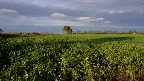 Slow-motion,-wide-angle-view-of-a-soy-field-at-sunset,-the-cloudy-sky-and-a-distant-tree-on-the-background