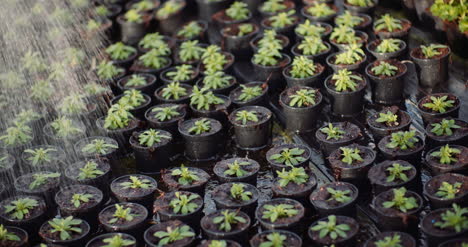 Female-Gardener-Watering-Flowers-Seedlings-2