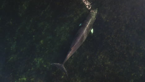 ballena minke nadando en aguas poco profundas en el este de quebec