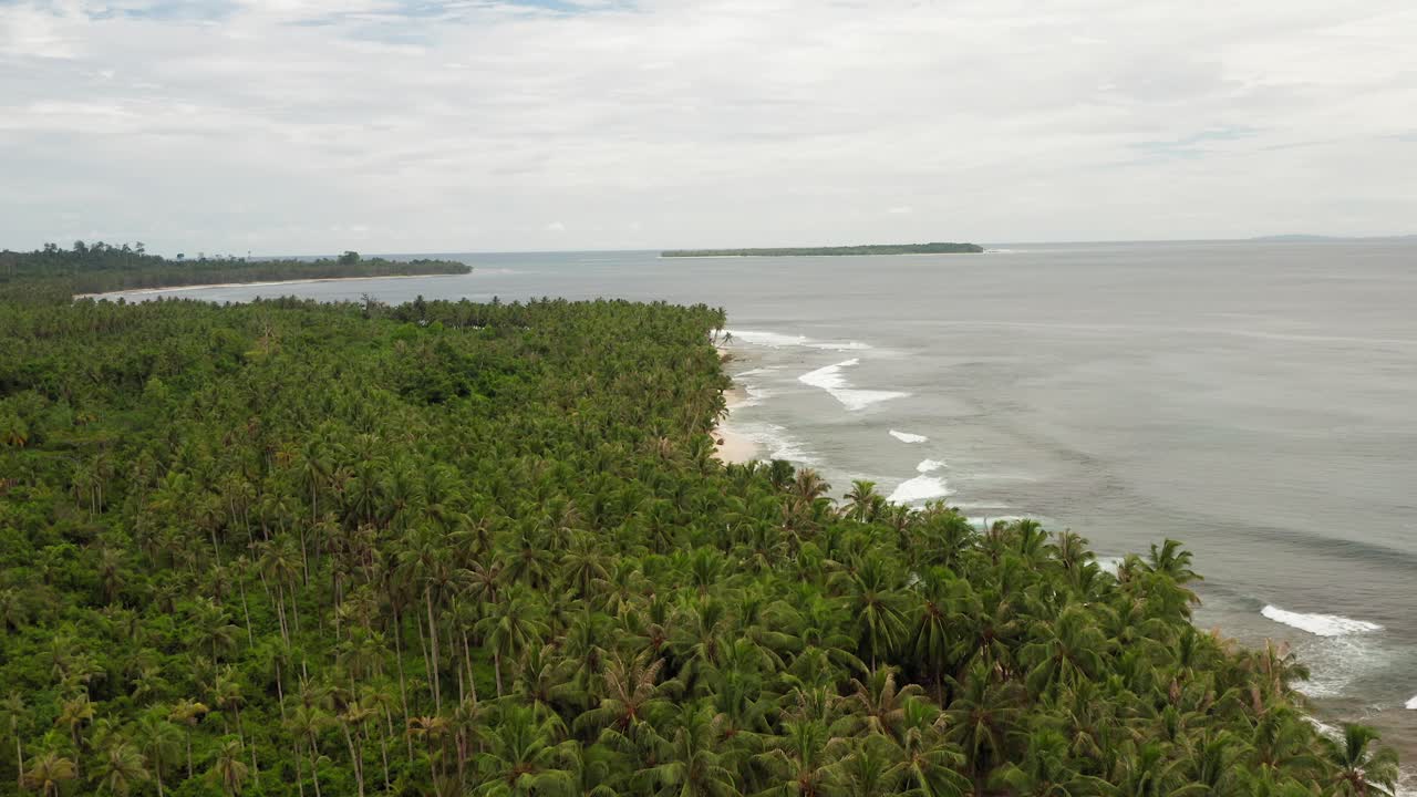 Palmtree jungle with waveband Mentawai Indonesia