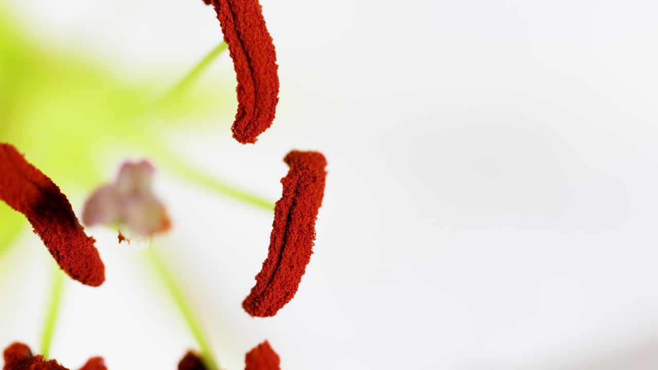 Detailed close-up of lily stamen and anther with pollen grains in bright lighting, highlighting floral reproductive parts