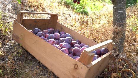 Manos-Femeninas-Poniendo-Deliciosas-Ciruelas-Dulces-Dentro-De-Una-Caja-De-Madera---Caja-Llena-De-Ciruelas-De-ópalo-Tendidas-En-El-Suelo-Bajo-La-Hermosa-Luz-Del-Sol---Noruega