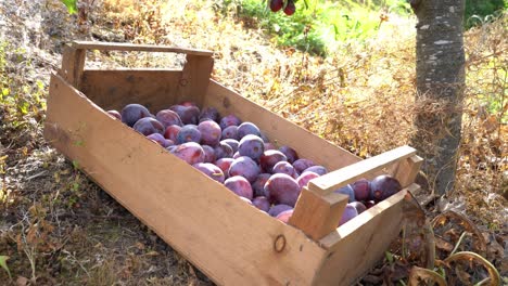 manos femeninas poniendo deliciosas ciruelas dulces dentro de una caja de madera - caja llena de ciruelas de ópalo tendidas en el suelo bajo la hermosa luz del sol - noruega