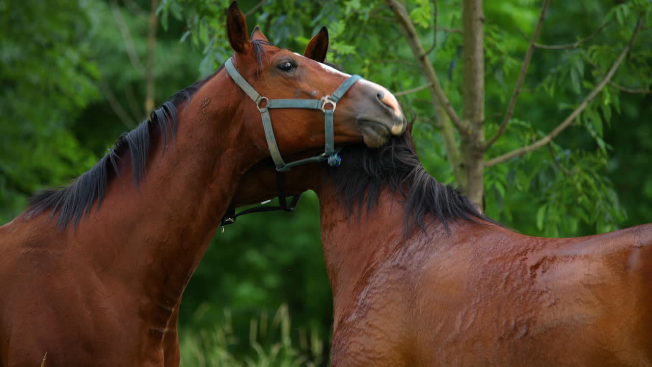 un dúo de caballos marrones con las cabezas juntas se miran