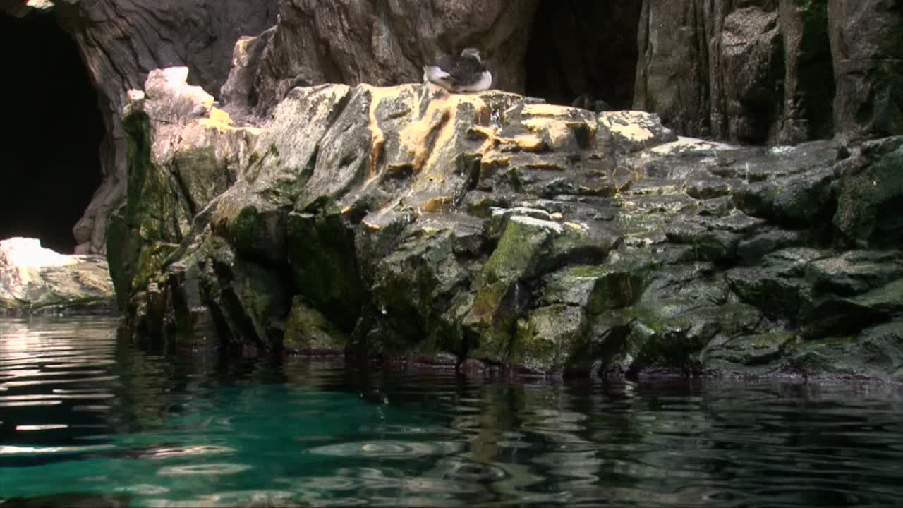 un par de pájaros frailecillos descansando en una orilla rocosa cerca de una cueva inundada, tiro largo
