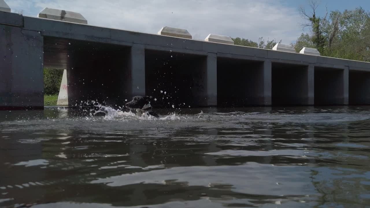 Shot of a pet dog swimming on Passage à gué d'Ortaffa in France during daytime. Water ripples. Slow motion