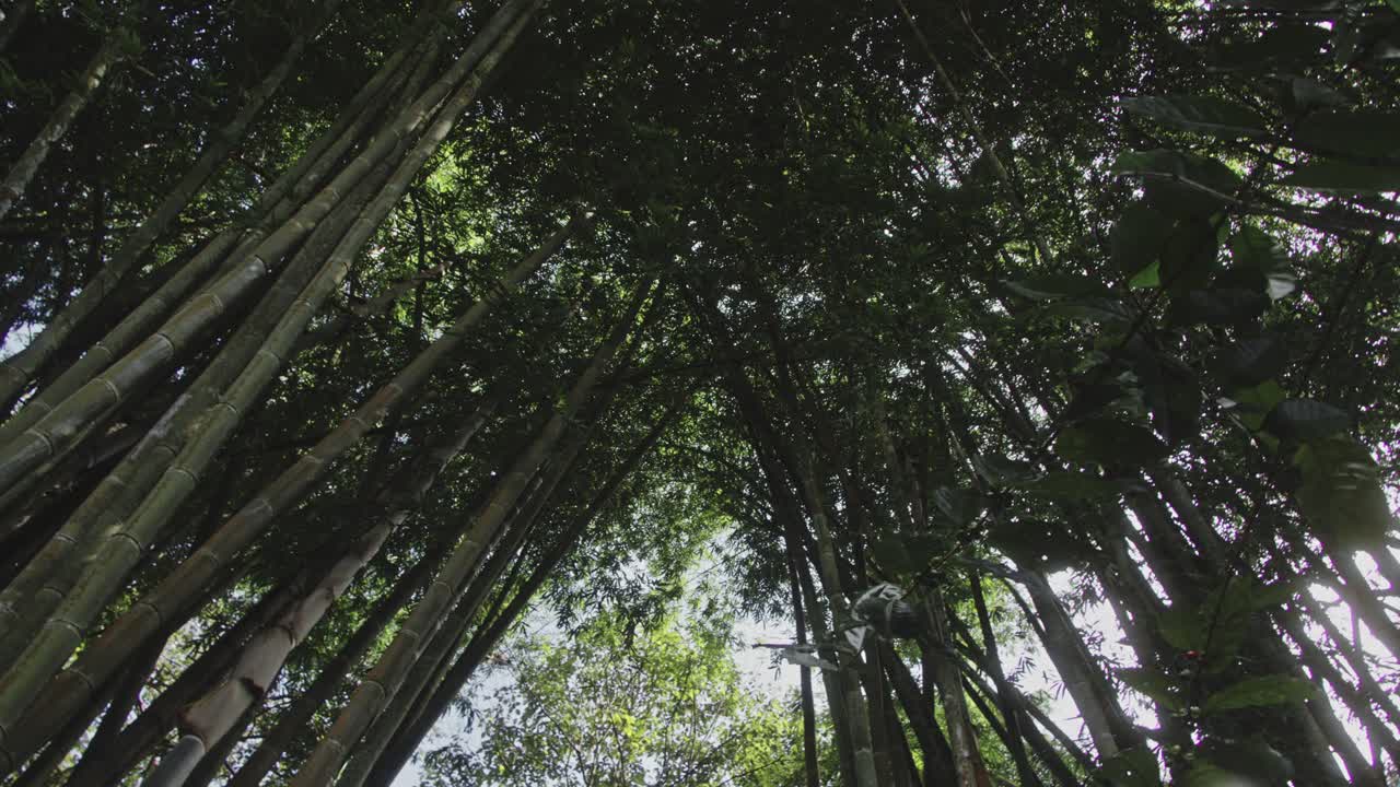 Bamboo Forest Canopy View