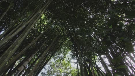 bamboo forest canopy view
