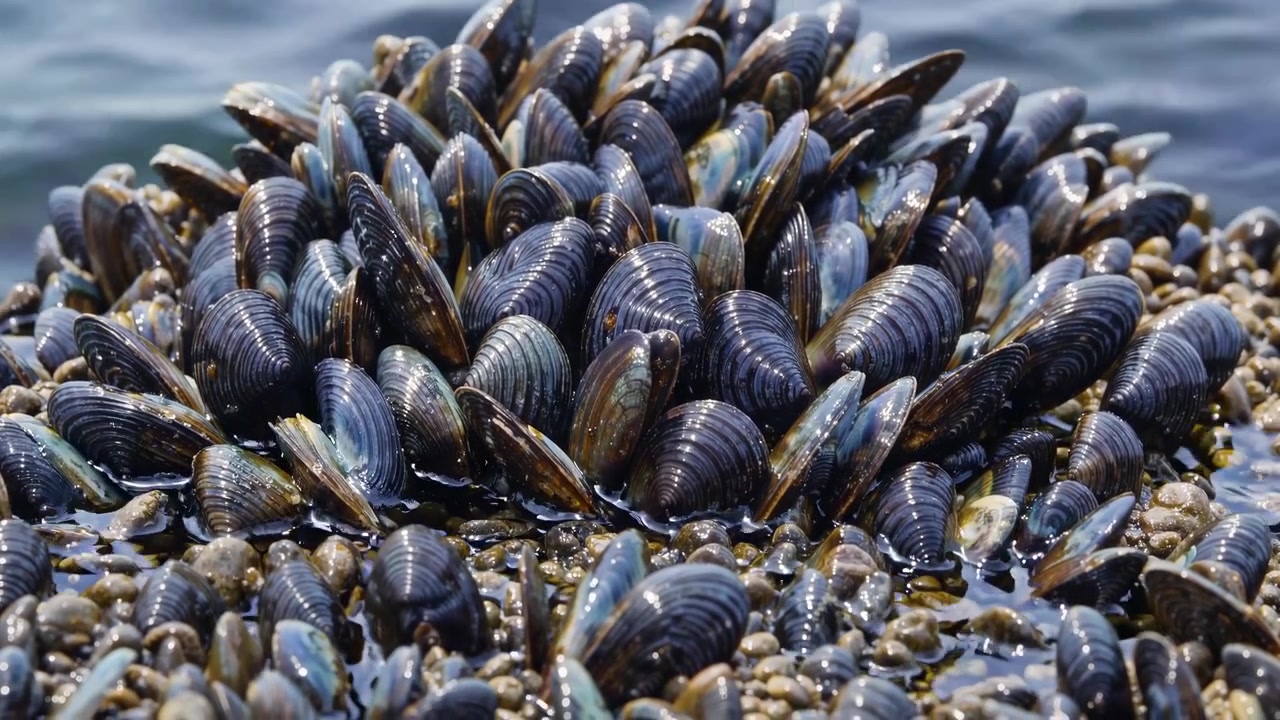 Grappolo di cozze blu attaccate a uno scoglio costiero