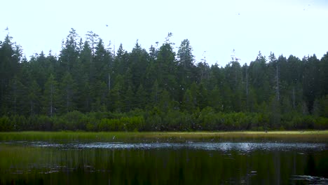 Flock-of-European-Swallows-hunting-insects-on-lake,-circling-above-and-diving-into-the-water,-slow-motion,-shot-at-Black-Lake---Crno-jezero-on-Pohorje,-Slovenia