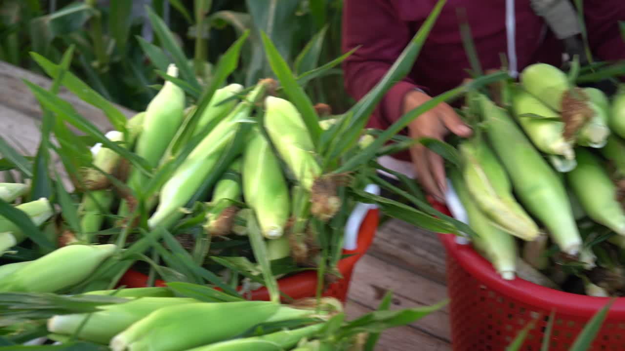 Freshly Harvested Corn