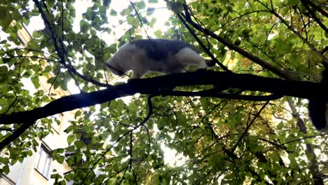 three homeless cats on tree