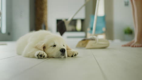 dog owner sweeping the floor, golden retriever puppy sleeping in the foreground