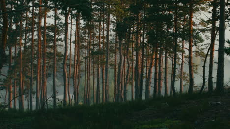 long pine trees in lines inside wetland forest close to lake water