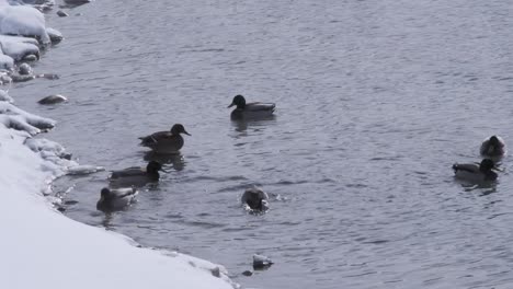 ánades-Reales-En-Un-Río-De-Invierno