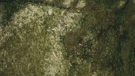 Ascending-Aerial-Shot-Of-Sheep-In-The-Wild