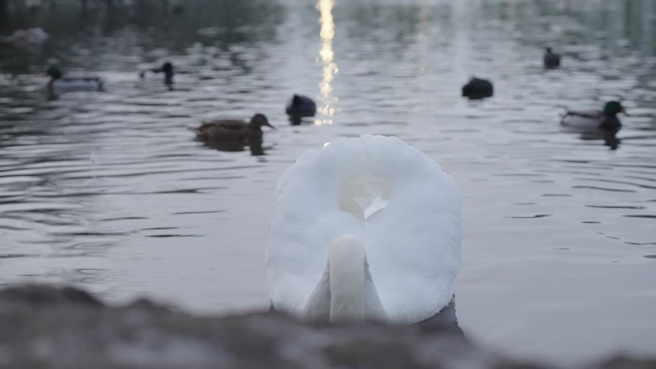 Stunning 4K resolution at 60fps, video captures a serene swan gliding across a tranquil pond, perfect for high-quality nature projects