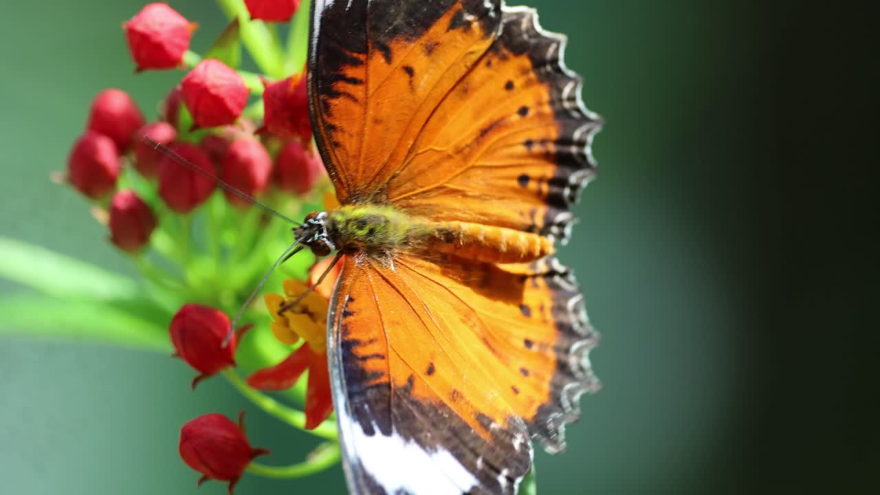 Farfalla che svolazza e si nutre su fiori vivaci