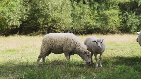 Schafherde-Auf-Dem-Feld