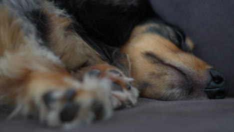 Sleepy-Dachshund-dog-lying-on-its-side-on-a-grey-sofa-slowly-falls-asleep