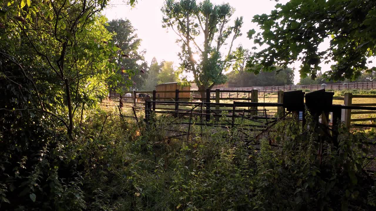 Beautiful sunset through verdant green foliage over farmland and cow livestock in England UK Europe, summer time sunshine