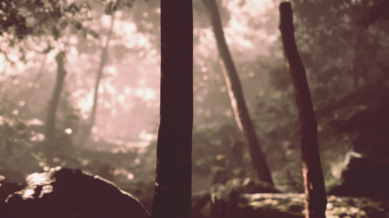 troncos de bosque con niebla