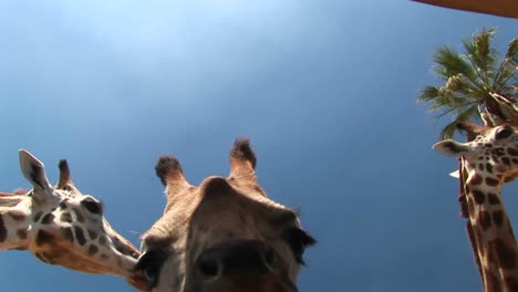 Worm'Seye-Shot-Of-Three-Giraffes-Chewing