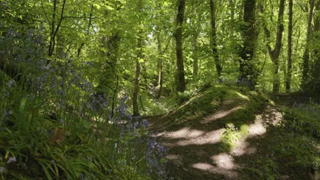 Picturesque-forest-area-with-bluebells-in-foreground