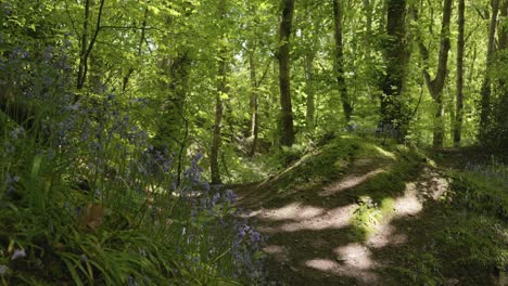 picturesque forest area with bluebells in foreground