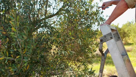 couple pruning olive tree in farm 4k